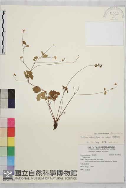 傅氏唐松草藏品圖，第1張