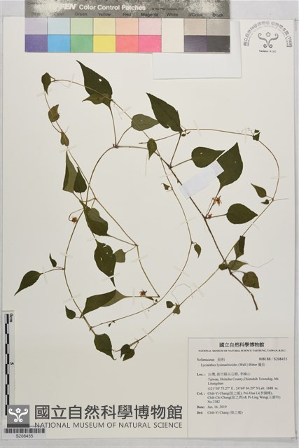 蔓茄藏品圖，第1張