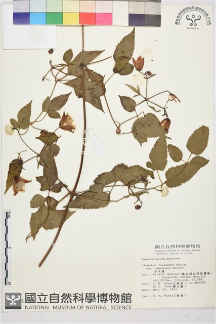小木通藏品圖，第1張
