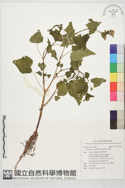 蕎麥藏品圖，第1張