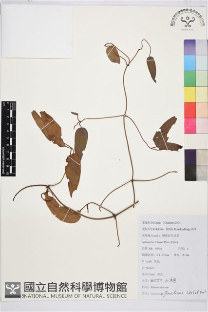 山木通藏品圖，第1張