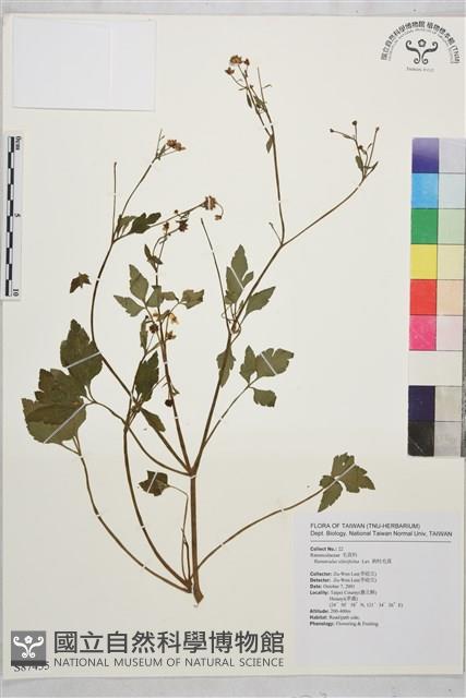 鉤柱毛茛藏品圖，第1張