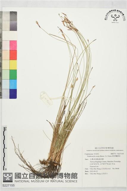 卵形飄拂草藏品圖，第1張