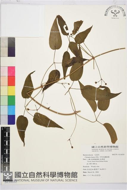 亨利氏鐵線蓮藏品圖，第1張