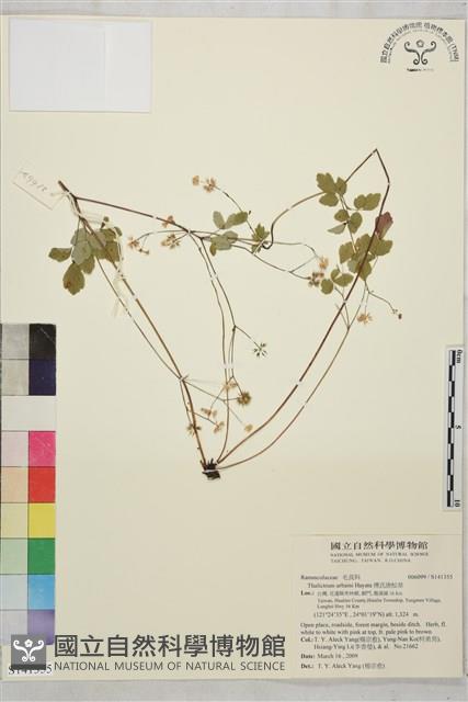 傅氏唐松草藏品圖，第1張