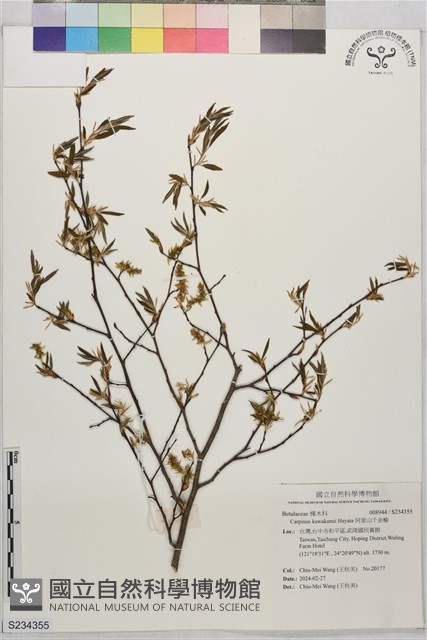 阿里山千金榆藏品圖，第1張