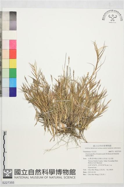 細葉結縷草藏品圖，第1張