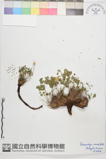 假耬斗菜藏品圖，第1張