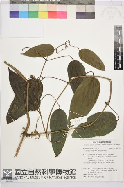 亨利氏鐵線蓮藏品圖，第1張