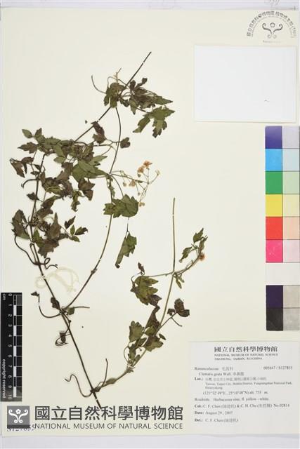 串鼻龍藏品圖，第1張