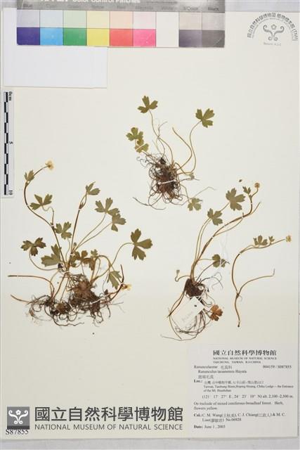 鹿場毛茛藏品圖，第1張