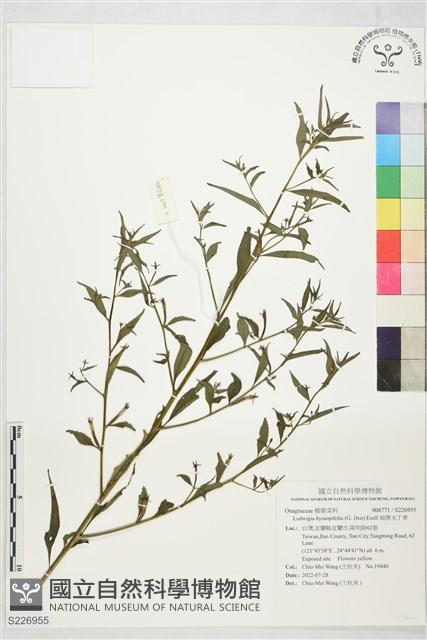 細葉水丁香藏品圖，第1張