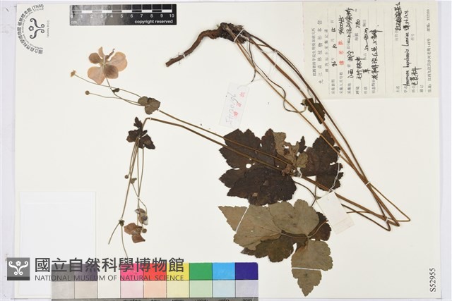 打破碗花花藏品圖，第1張