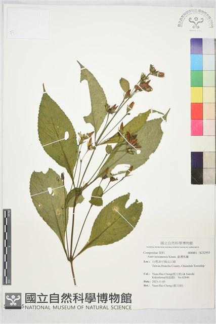 臺灣馬蘭藏品圖，第1張