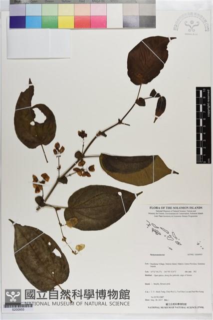 登錄號:S200955藏品圖，第1張