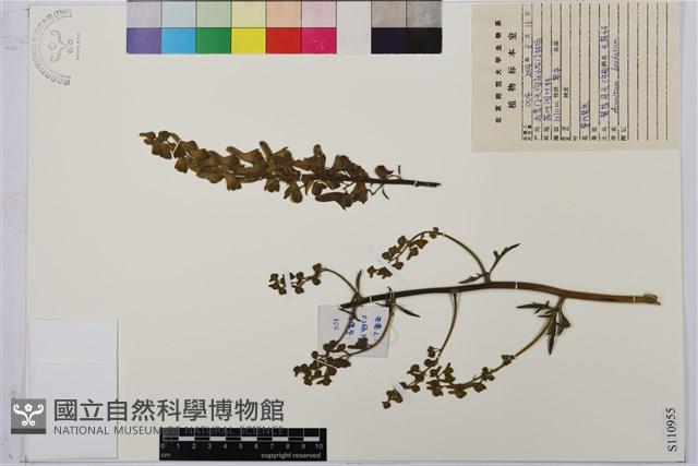 細葉黃烏頭藏品圖，第1張