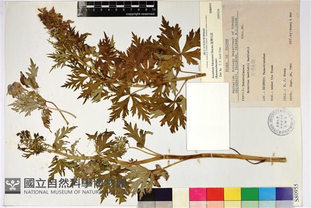 臺灣烏頭藏品圖，第1張