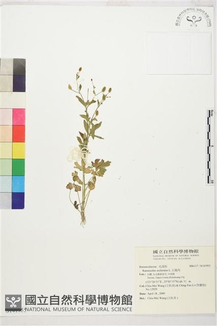 石龍芮藏品圖，第1張