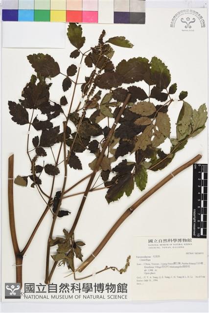 登錄號:S034955藏品圖，第1張