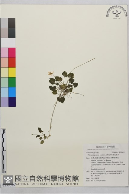臺北菫菜藏品圖，第1張