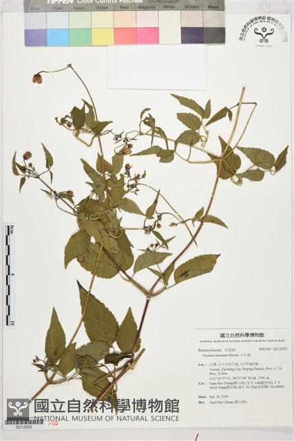 小木通藏品圖，第1張