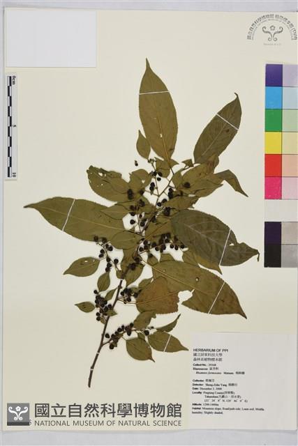 桶鉤藤藏品圖，第1張