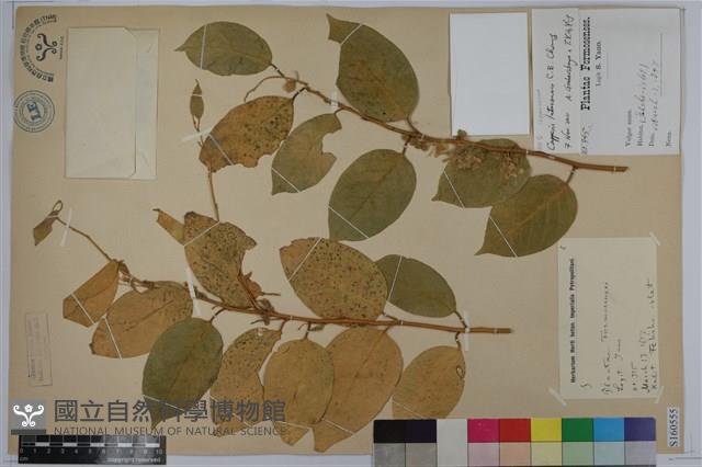 綠島山柑藏品圖，第1張