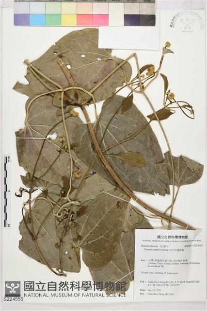 田代氏鐵線蓮藏品圖，第1張