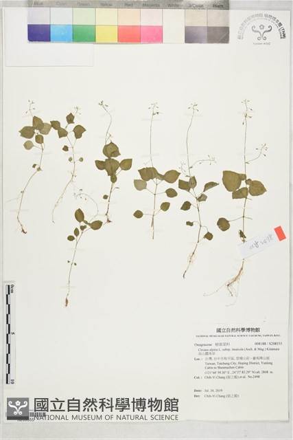 高山露珠草藏品圖，第1張