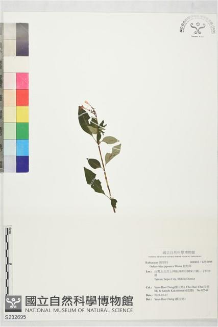 蛇根草藏品圖，第1張