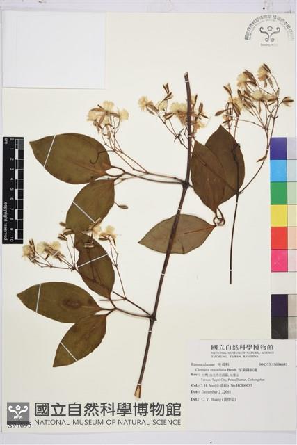 厚葉鐵線蓮藏品圖，第1張