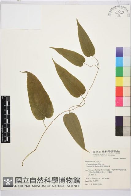 薄單葉鐵線蓮藏品圖，第1張