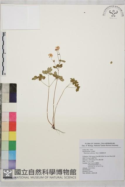 南湖唐松草藏品圖，第1張