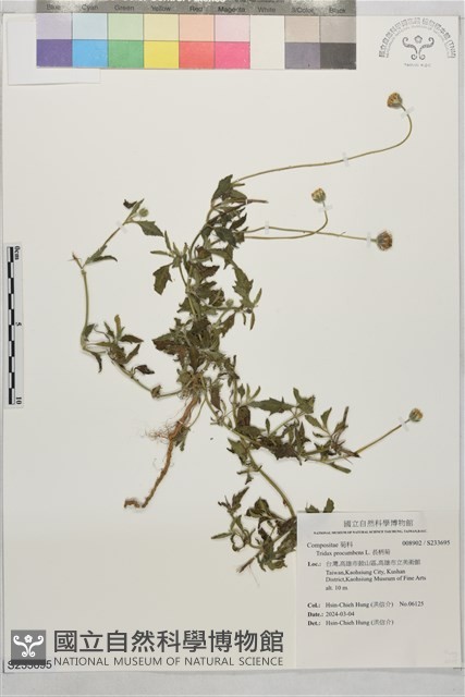 長柄菊藏品圖，第1張