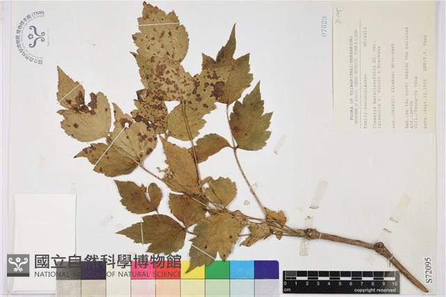 臺灣牡丹藤藏品圖，第1張