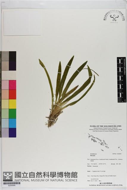 Accession Number:S200095 Collection Image