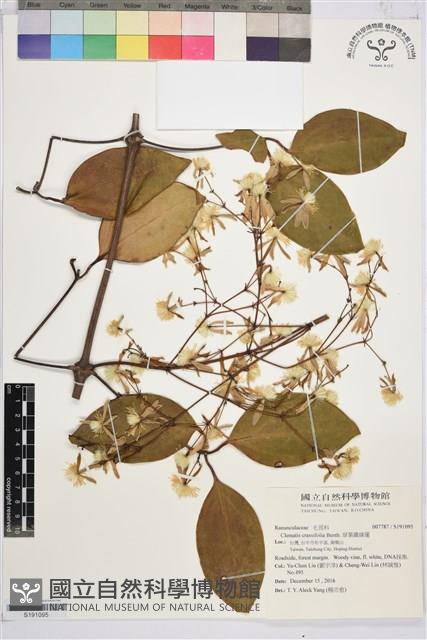 厚葉鐵線蓮藏品圖，第1張