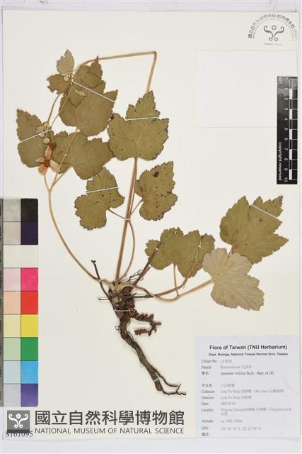 小白頭翁、野棉花藏品圖，第1張