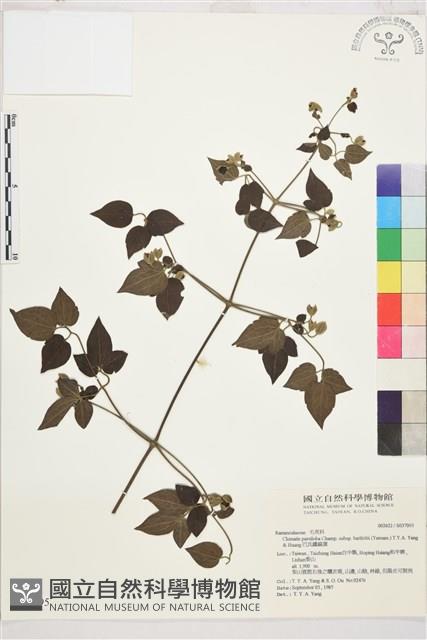 巴氏鐵線蓮藏品圖，第2張