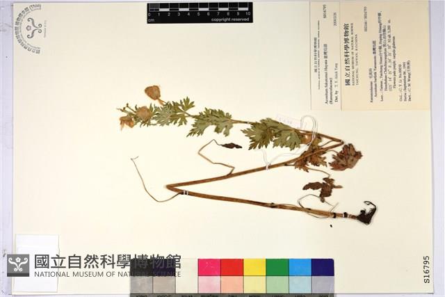 臺灣烏頭藏品圖，第1張