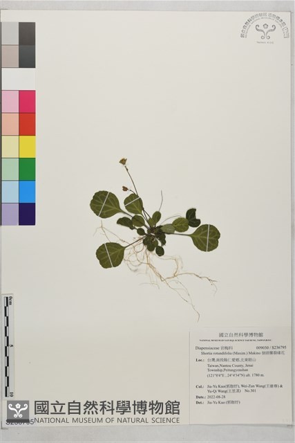 倒卵葉裂緣花藏品圖，第1張