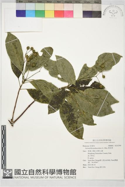 降真香藏品圖，第1張