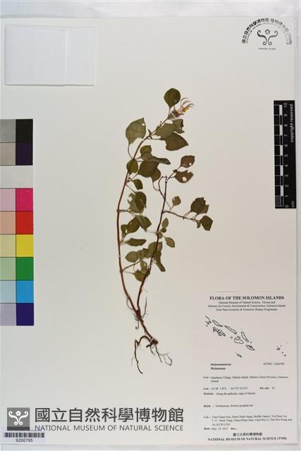 登錄號:S200795藏品圖，第1張