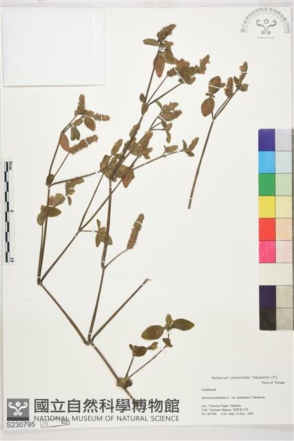登錄號:S230795藏品圖，第1張