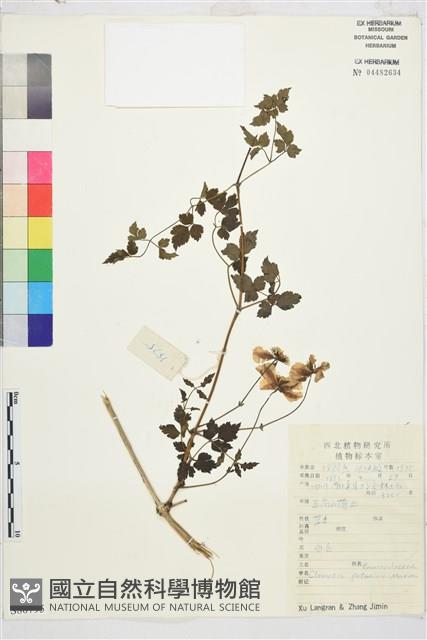 登錄號:S080795藏品圖，第1張