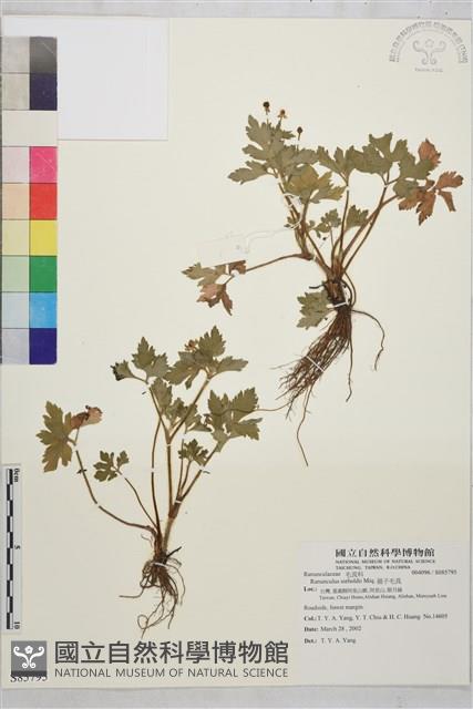 辣子草、揚子毛茛藏品圖，第1張