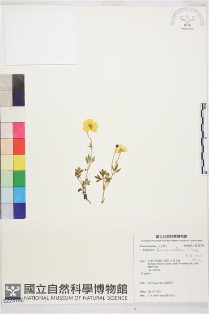 蓬萊毛茛藏品圖，第1張