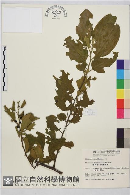 Formosan Buckthorn Collection Image