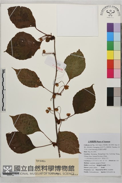 華中五味子藏品圖，第1張