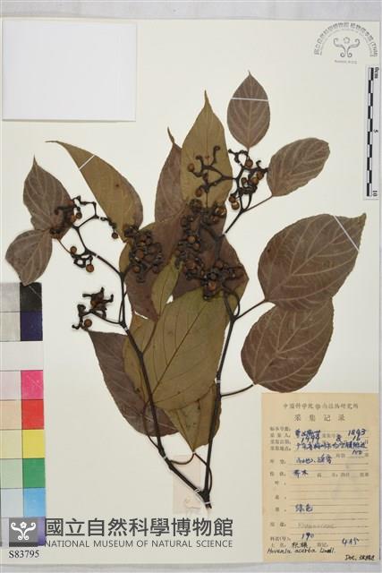 拐棗、枳椇藏品圖，第1張